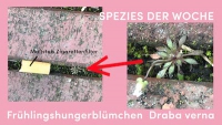 https://www.clubreal.de/files/gimgs/th-89_1DrabavernaBuergerinderWoche Kopie.jpg